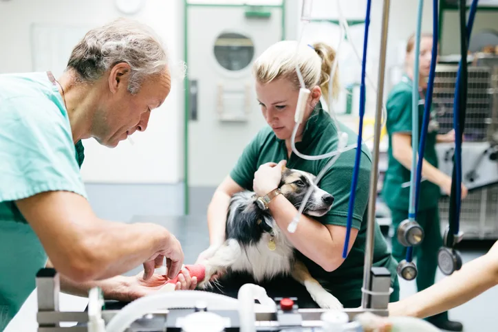 Person restraining dog on an exam table while second person presses plunger of syringe going into cephalic vein catheter.