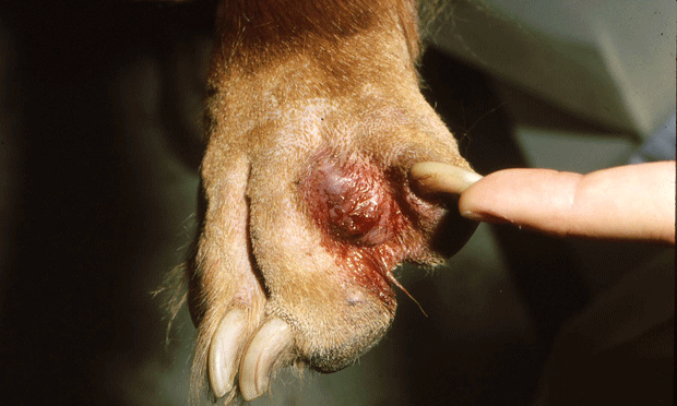 Pododermatitis dog hotsell home treatment