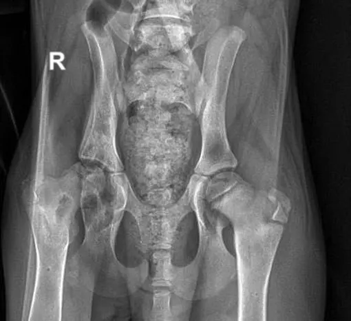 Radiograph of a dog’s pelvis.