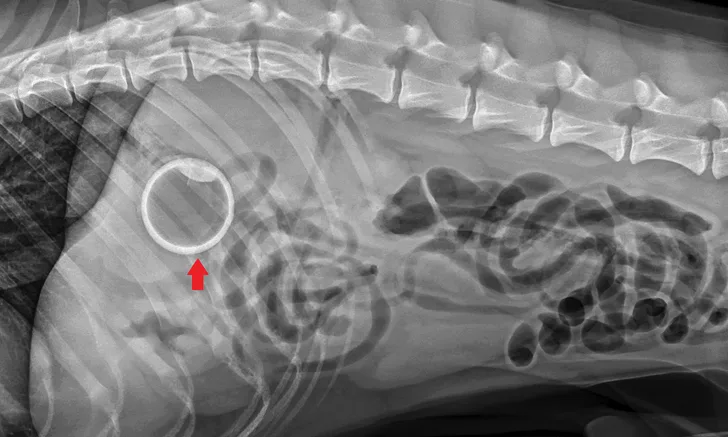 A lateral abdominal radiograph with arrow pointing to round foreign body in stomach.