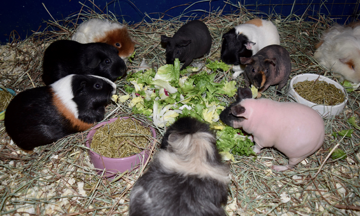 What happens if a guinea pig eats outlet plastic