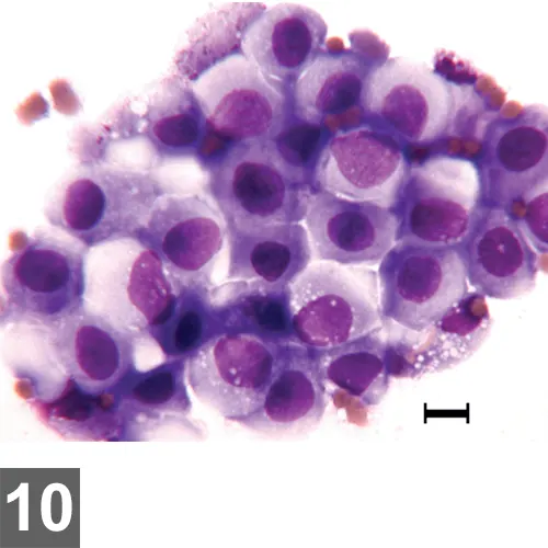 selected slide image