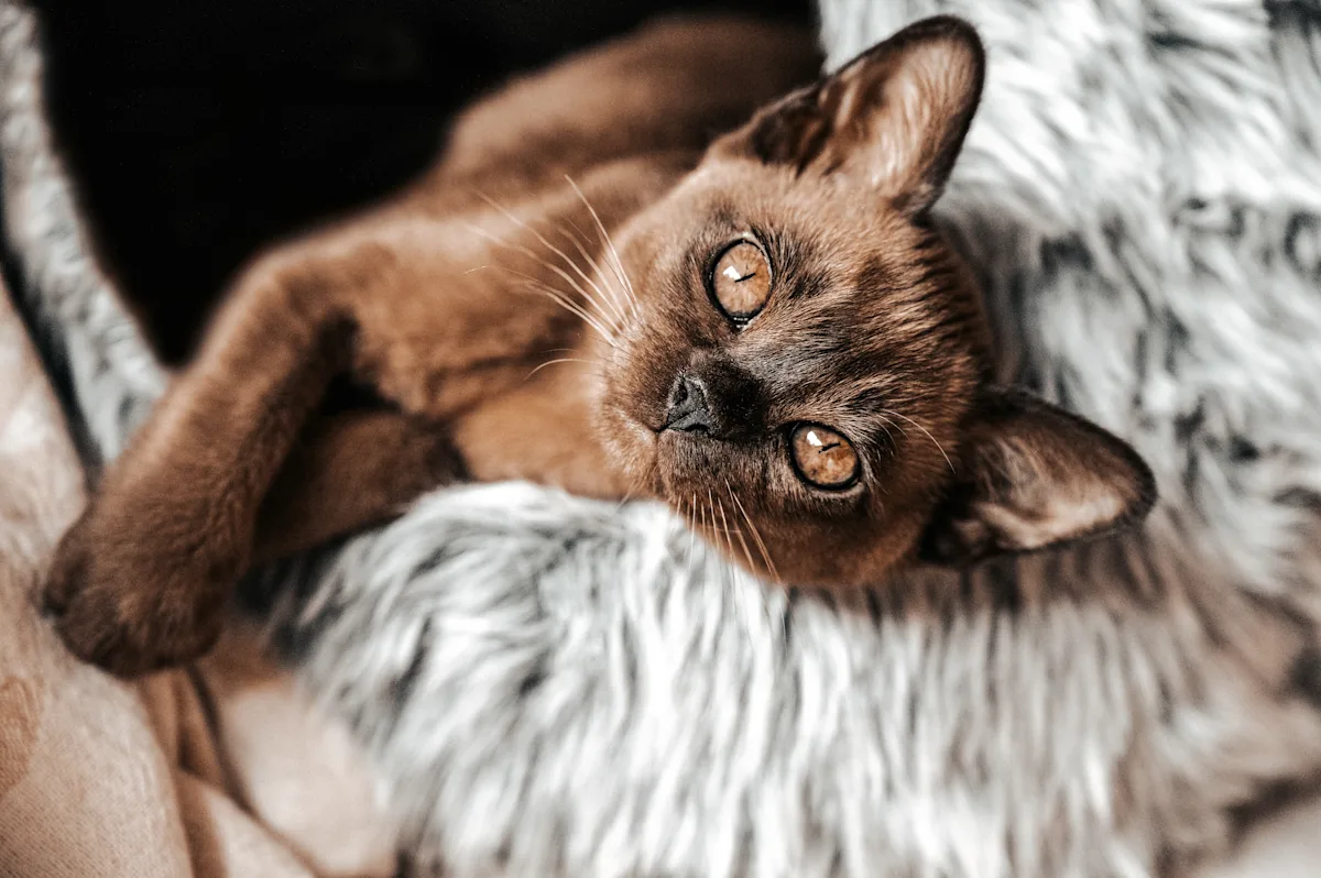 What’s New with the Big Three: A Viral Review of FeLV, FIV, & FIP