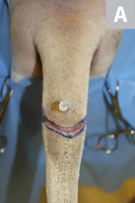 Tail with skin and subcutaneous tissue incised over blue marker line and hypodermic needle inserted in intervertebral space.