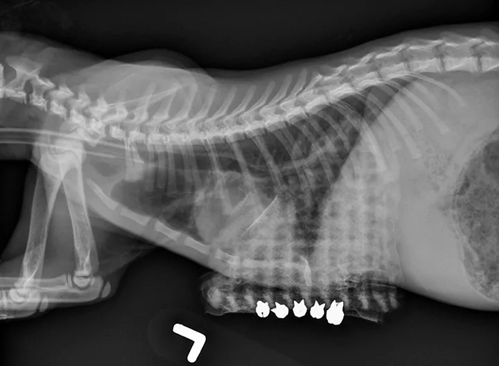 A lateral thoracic radiograph of a cat with a radiopaque mesh-like structure overlying the caudoventral aspect.