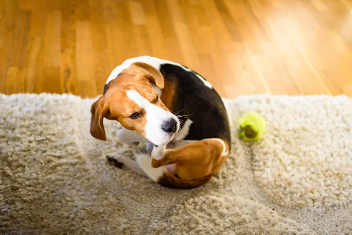 A dog scratching itself on a rug in a home.