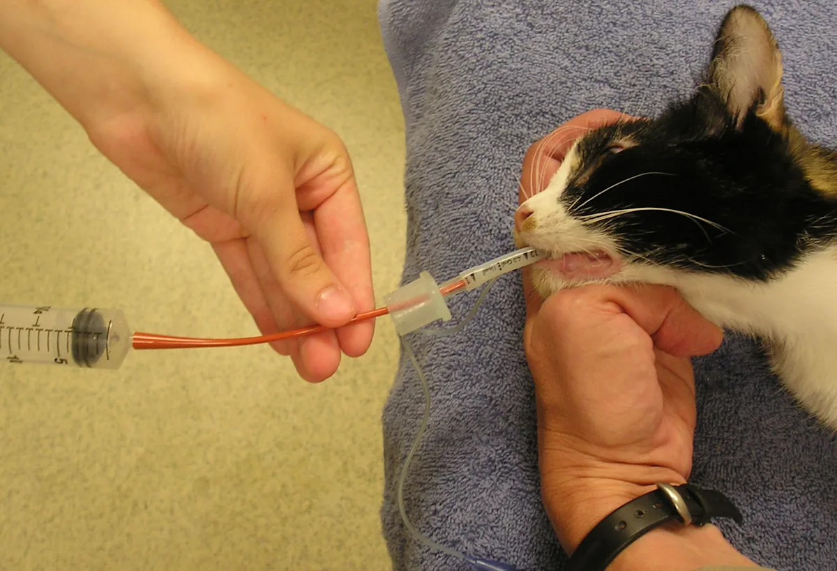 5A: A syringe is attached to a red rubber catheter that is placed inside the feline patient’s ETT. 5B: Patient held with the head pointing down to allow gravity to aid in fluid retrieval. 5C: Fluid from the procedure has been retained in a syringe. 