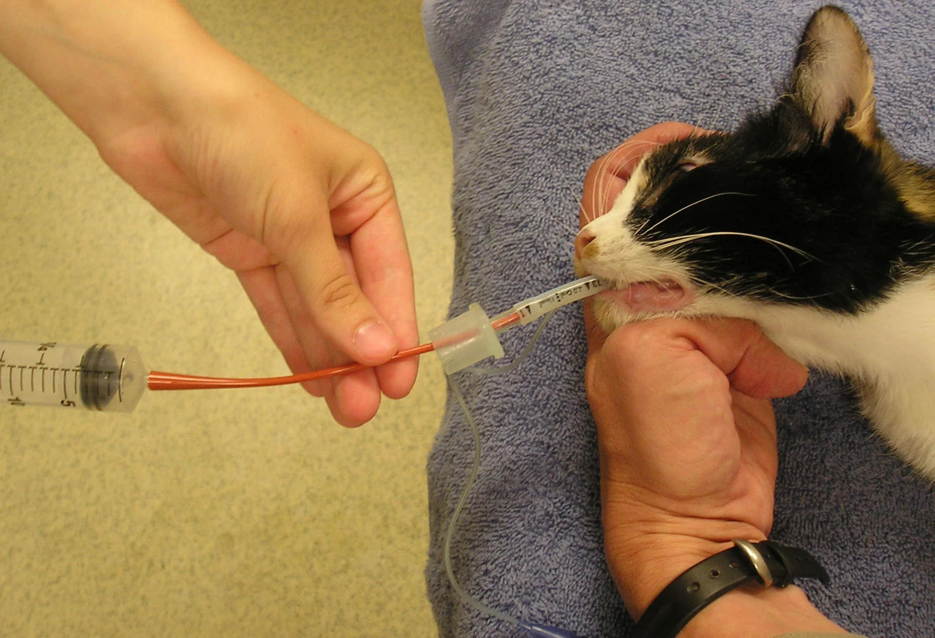 5A: A syringe is attached to a red rubber catheter that is placed inside the feline patient’s ETT. 5B: Patient held with the head pointing down to allow gravity to aid in fluid retrieval. 5C: Fluid from the procedure has been retained in a syringe.