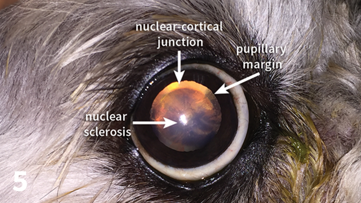 Nuclear sclerosis 2025 in dogs symptoms