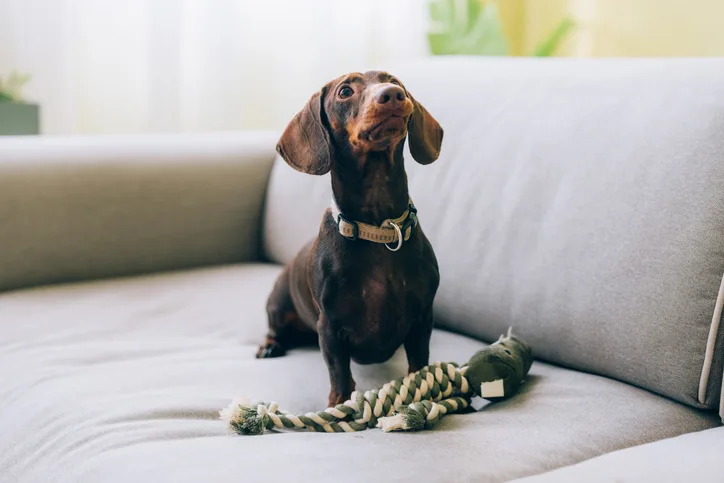 A Dachshund on an indoor light gray couch with a rope toy at its feet.