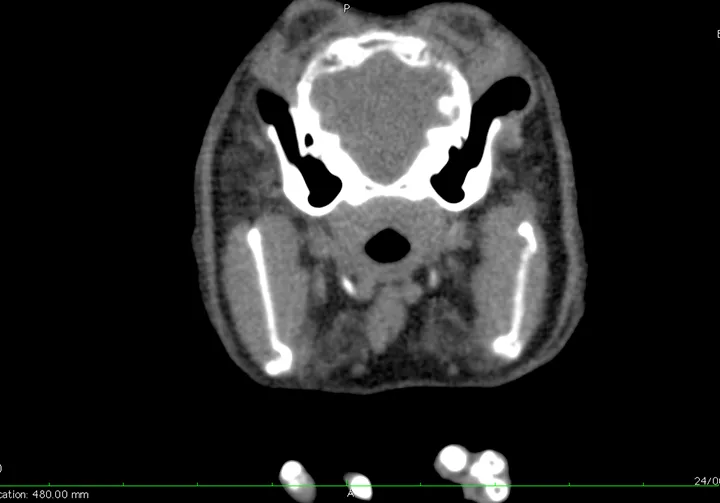 Transverse CT image of rabbit’s head.