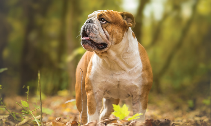 Ataxic Gait in an English Bulldog