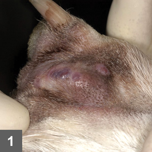 Canine Interdigital Follicular Cysts