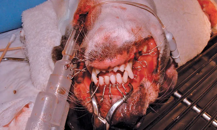 Close-up of dog’s head in dorsal recumbency with pharyngostomy tube and interdental wiring in place.