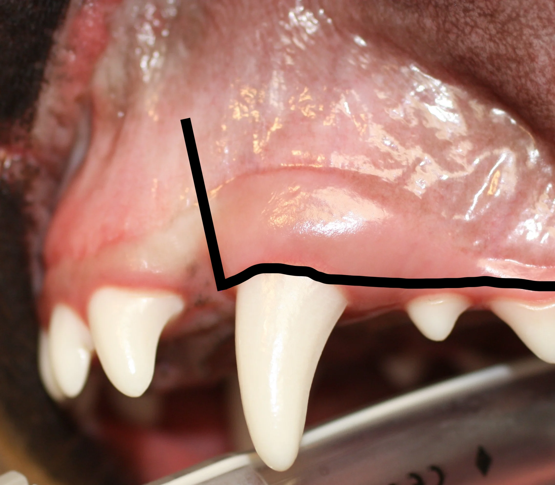 Maxillary canine tooth of a dog with solid line drawn over to indicate where to incise mucosa to create a triangular flap.