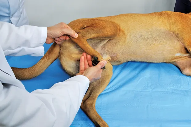 The Ehmer Sling in Canine Orthopedic Surgery Clinician s Brief