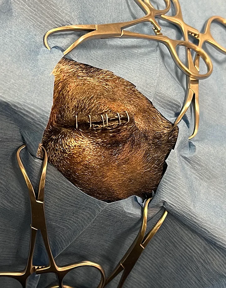 Surgical drapes with hole exposing dog’s eye that has been stapled shut.