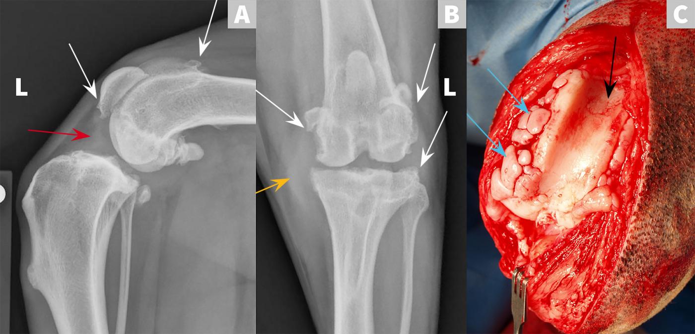 Image Gallery Surgical Repair of Cranial Cruciate Ligament Injuries in Dogs Clinician's Brief