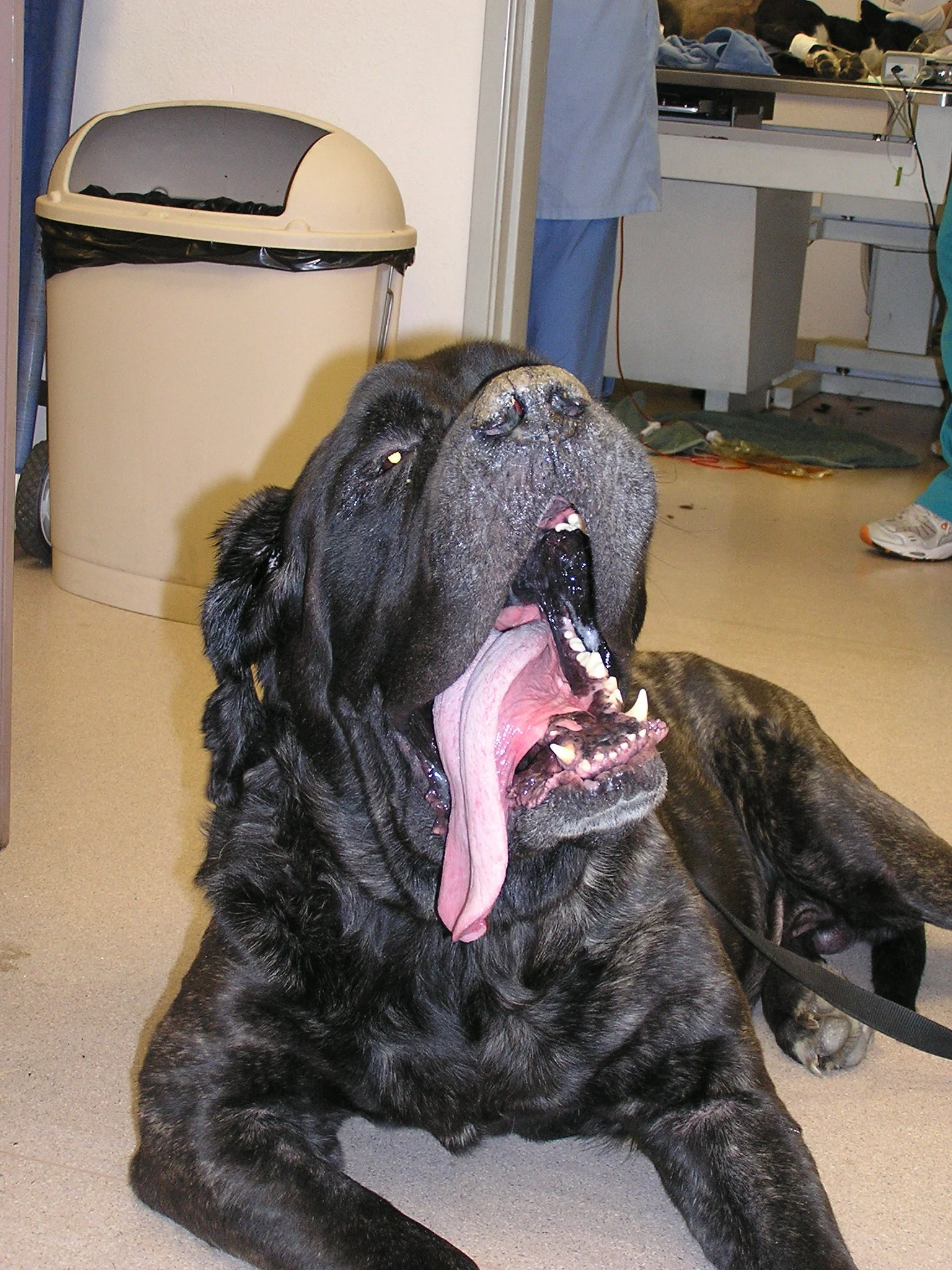 Black English mastiff in sternal recumbency, panting heavily with tongue hanging out of its mouth with head extended.