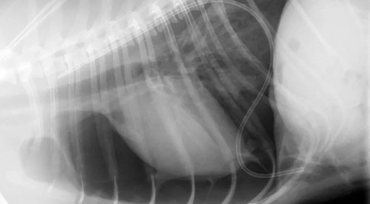 Lateral thoracic x-ray of dog with thoracic drainage catheter visible in caudoventral lung field.