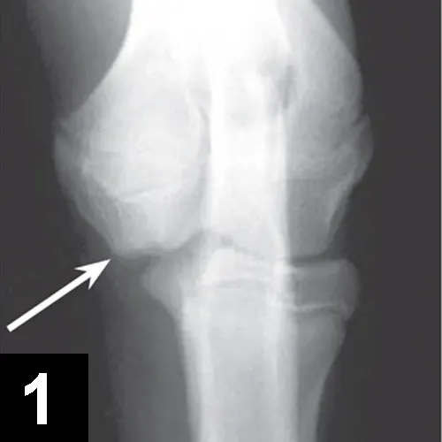 X-ray of a dog’s elbow with arrows pointing to lesions.