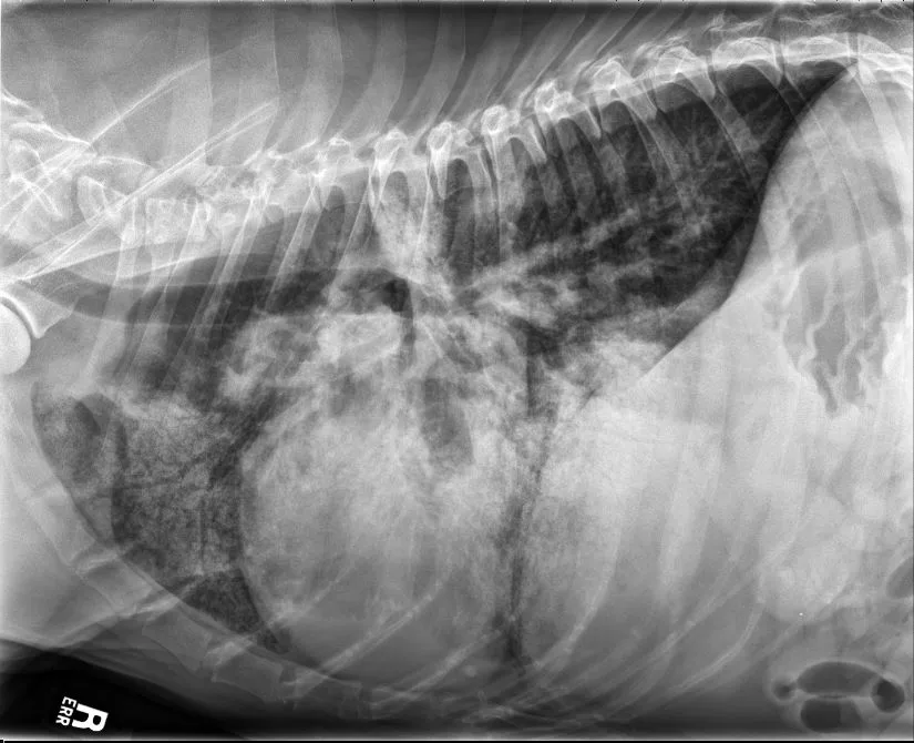 Radiographs in a dog.
