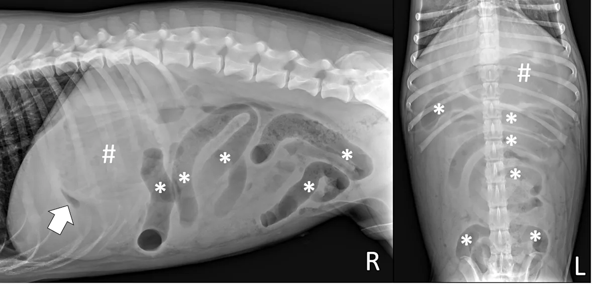 Right lateral and ventrodorsal abdominal radiographs of a dog highlighting characteristics of intestinal obstruction and septic peritonitis.