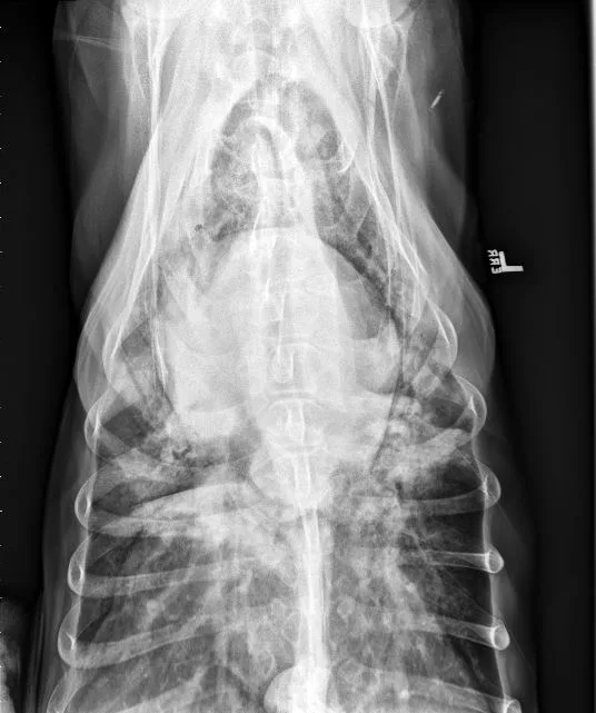 Radiographs in a dog.