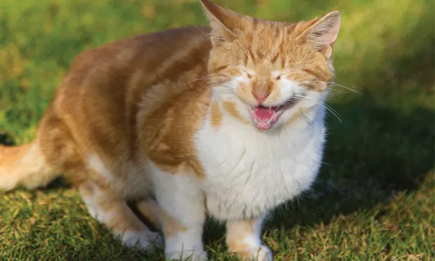 An orange and white cat sitting outside, pictured mid-meow.