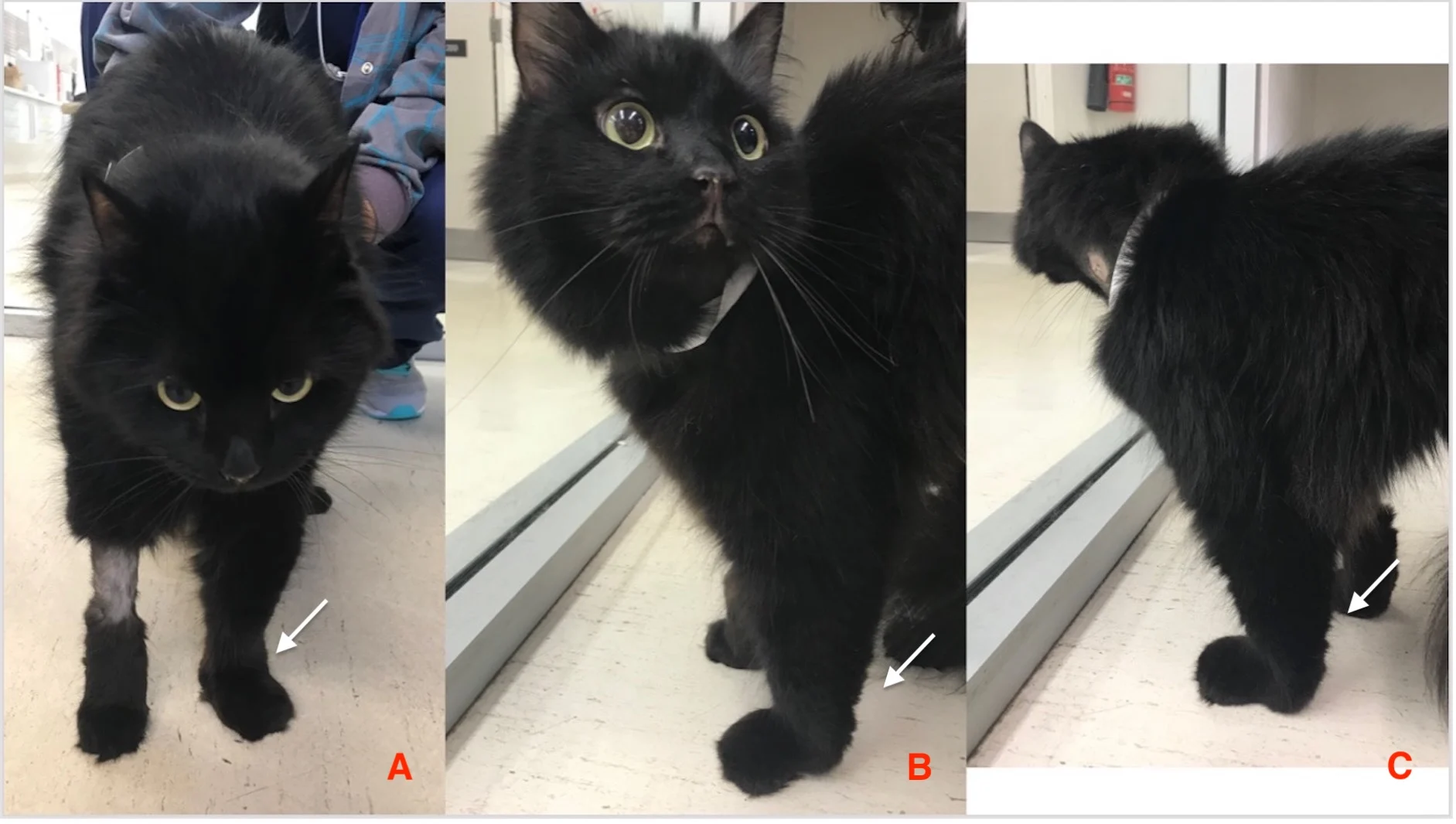 Black cat with an injury to the limbs/