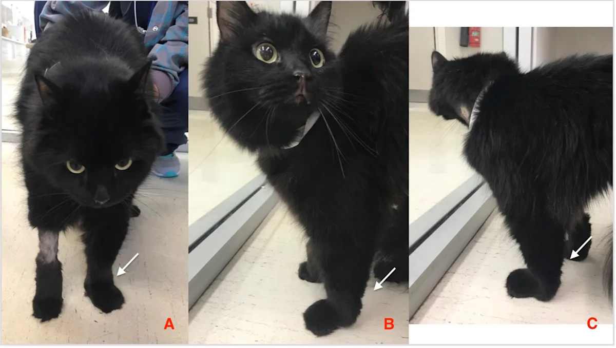 Black cat with an injury to the limbs.