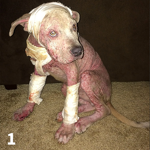 Deep 2024 pyoderma dog