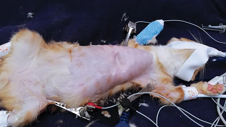 An anesthetized cat in dorsal recumbency with a shaved ventral chest.