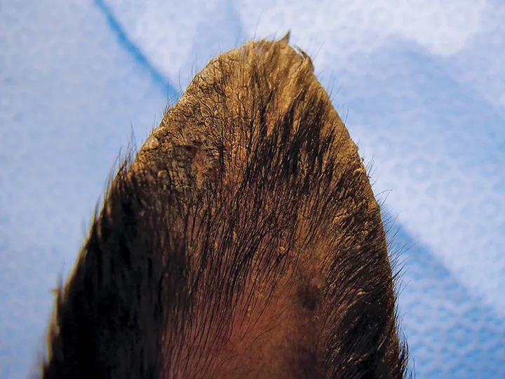 Close-up of tip of dog ear with alopecia and thick brown crusting.