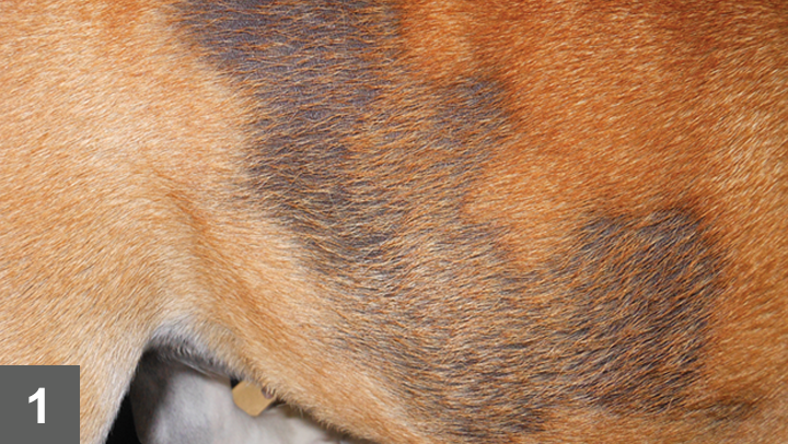 Seasonal alopecia in dogs treatment sale