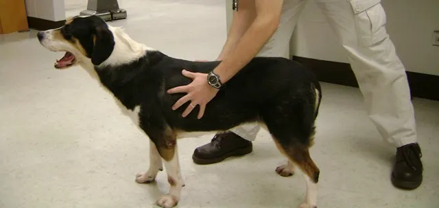 Top and side views of a veterinarian with hands held on both sides of a dog.