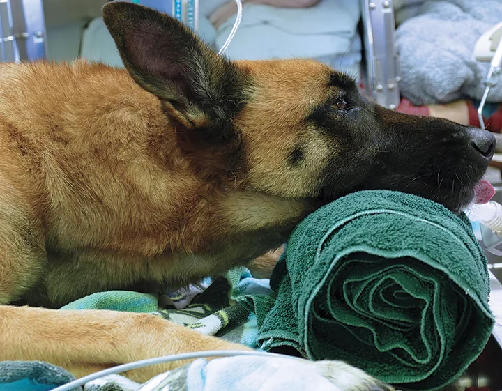 German shepherd dog with chin resting on rolled towel