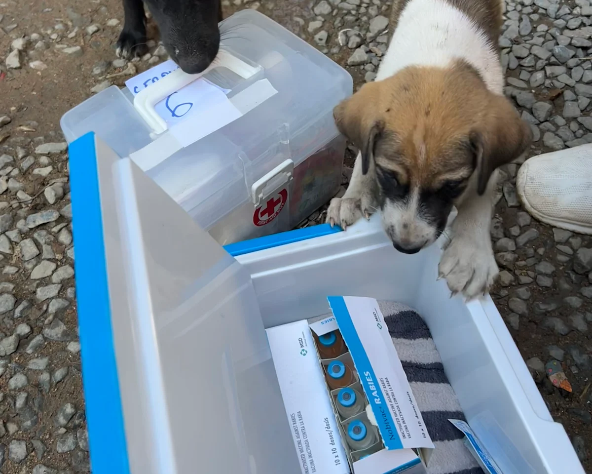 selected slide image