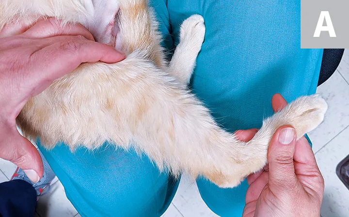 Images demonstrating how to perform tibial compression and cranial drawer tests.