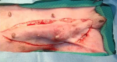 A dog in dorsal recumbency with incisions made around multiple mammary tumors.