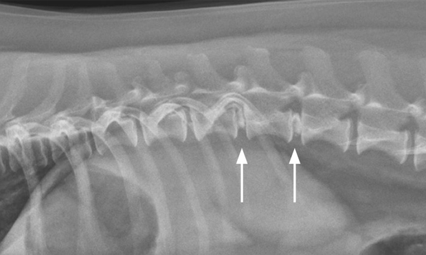 Cervical intervertebral disc deals disease in dogs