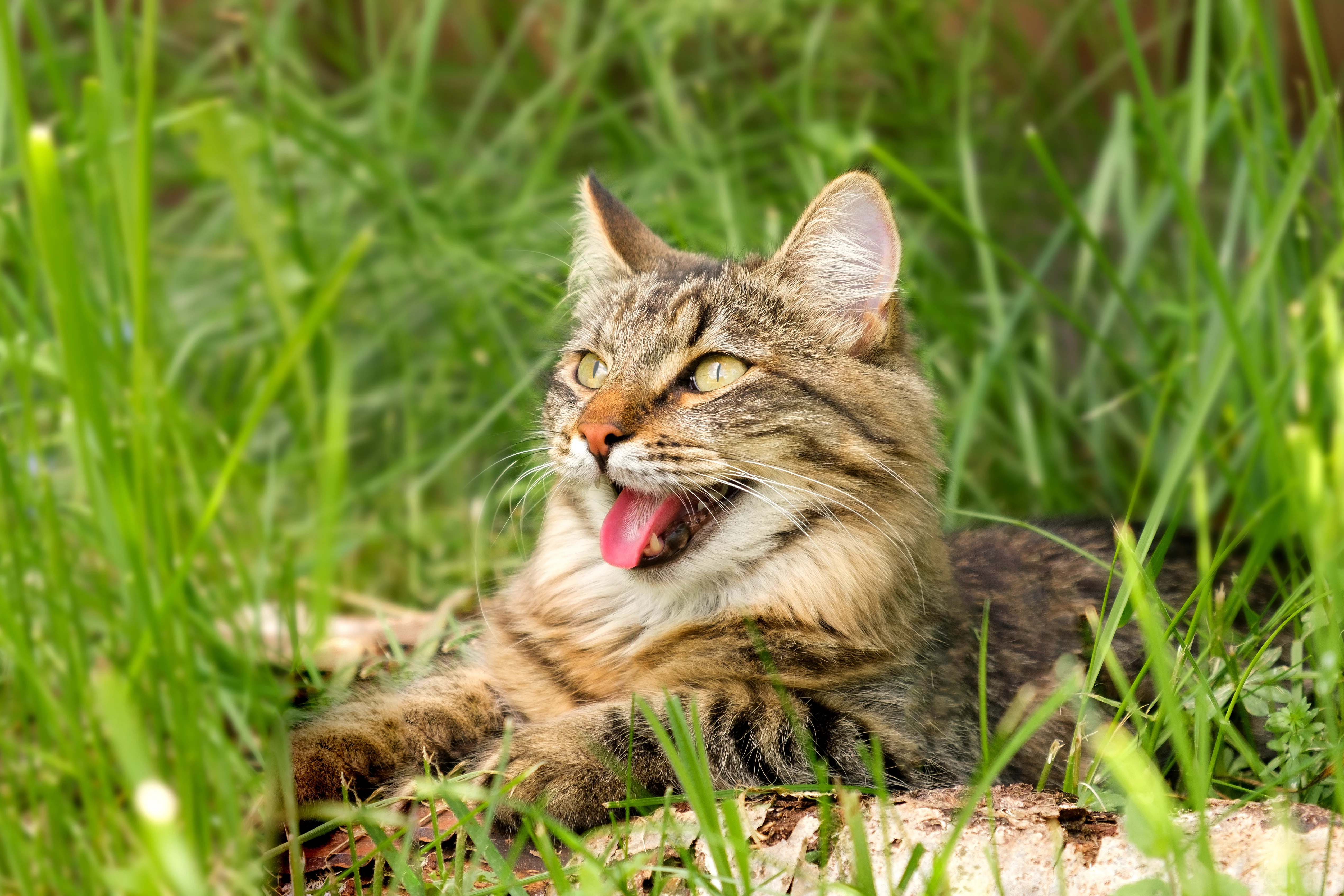 A multicolored cat resting outside on green grass and panting.