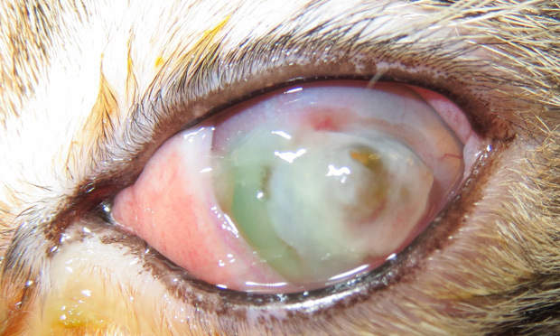 Feline herpes eye clearance drops