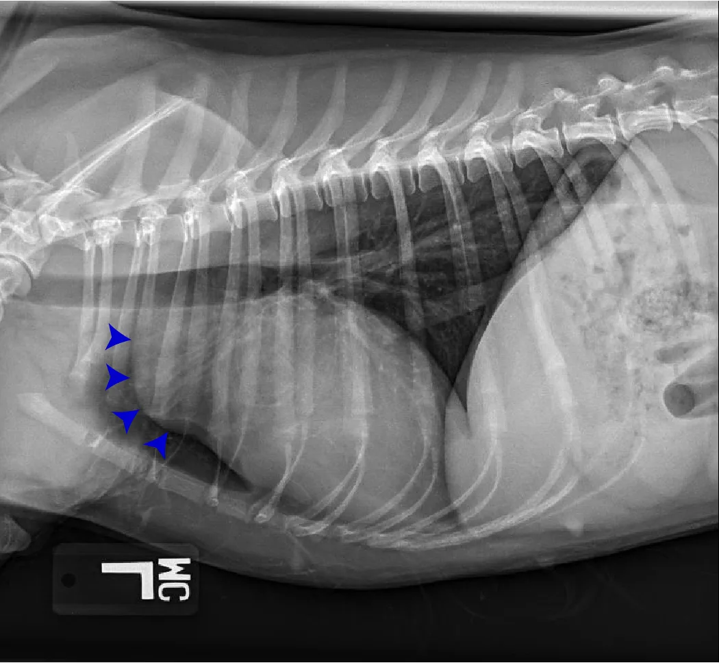 Radiographs in a dog with arrowheads highlighting findings.