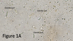 giardia cyst in fecal float