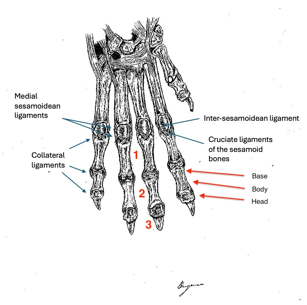 Labeled image showing ligaments of phalanges (palmar aspect of the right canine carpus).