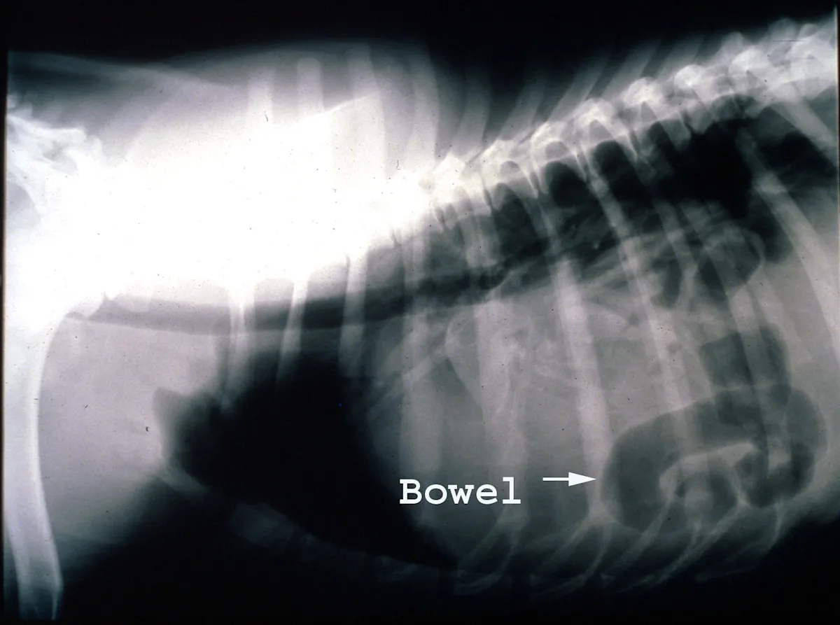 selected slide image