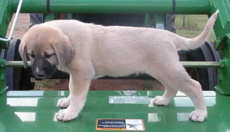 A healthy puppy seen in comparison with an emaciated puppy.