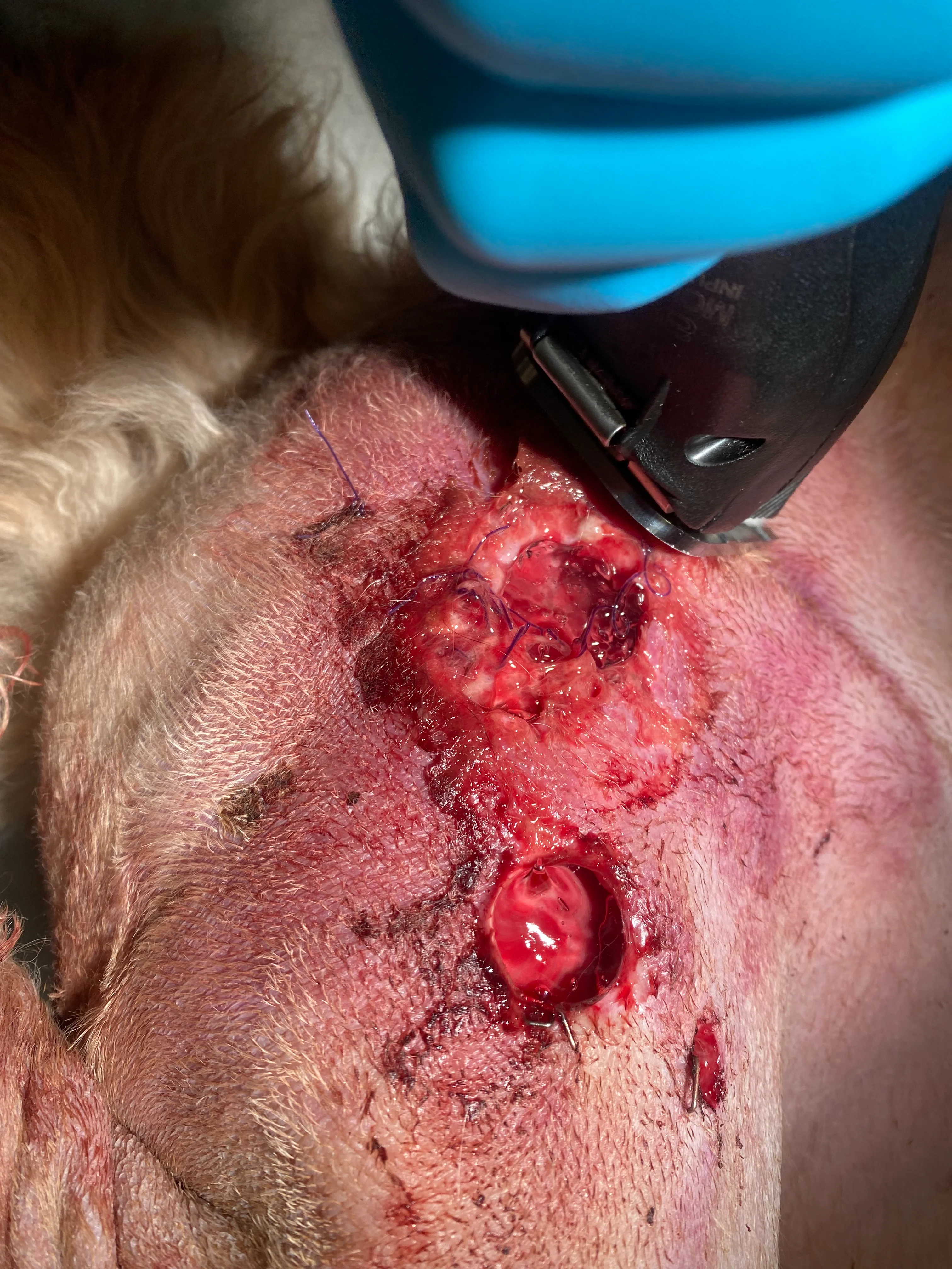 Clipping the area around a wound on a dog.