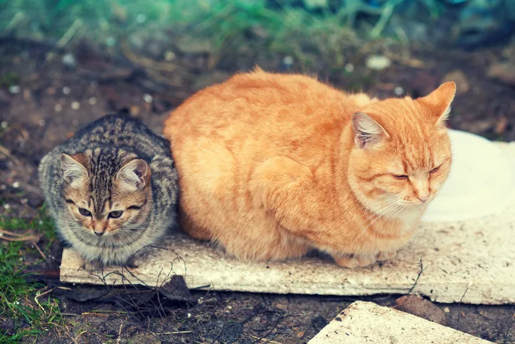 Two multicolored cats sitting outside.